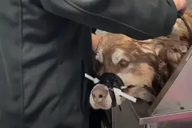 震碎三观！千万粉丝网红、“爱狗人士”用脚踩着妻子儿子拍全家福图片