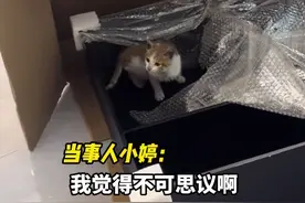 女子拆家具快递包裹，竟拆出一只活着的小奶猫，当事人：商家也不知道咋来的，现在已经养着了图片