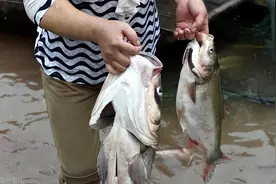 越闹越大！投资394万元买鱼开赌场，三人竟把自己“钓”进监狱！图片