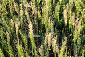 防治小麦赤霉病，错过这7天，小麦就会减产图片