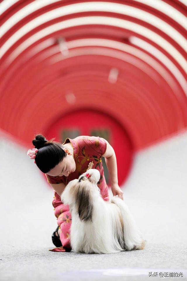 霍思燕穿旗袍携爱犬夺冠前凸后翘丰乳肥臀 难怪杜江对她生理性喜欢