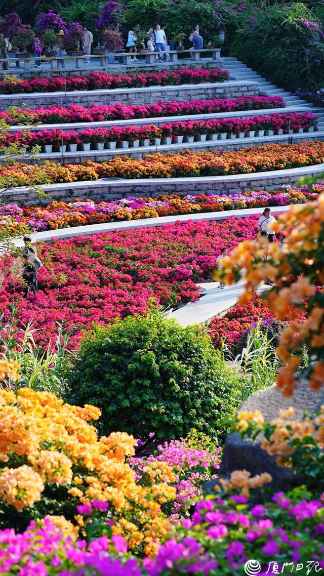 这是冬天？厦门暖冬花花花花花花样缤纷~