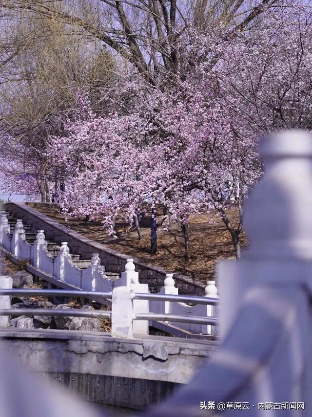 呼和浩特赏花攻略：最佳地点+公交出行指南
