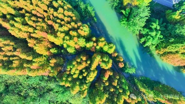 速来→崇州正上演初冬金色浪漫大片！