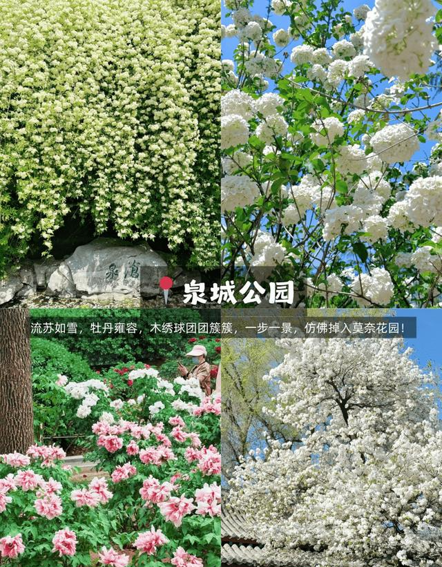 济南藏着一片“荷兰花海”！9个赏花地美成油画，一眼心动！