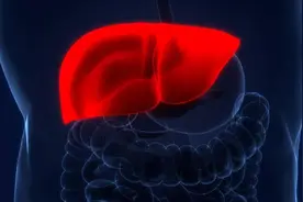 肝郁气滞，宗筋萎，中医一方疏肝理气，通阳气道，让你雄风依旧！图片