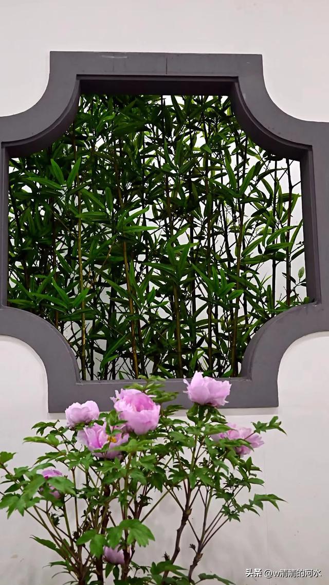 极美洛阳城牡丹迎春吐蕾绽放