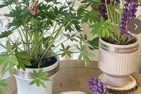 10种花“命真硬”，零下20度冻不死，雨雪天一样开花！图片