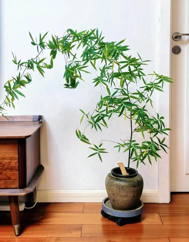 两万块钱买棵竹子 家里孩子倒是玩得开心 大家都在网上吵翻天