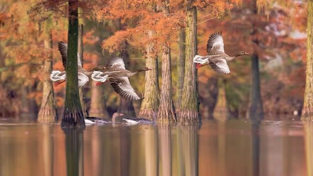 高铁1h！比西安秀美！这座千年古都秋色绝了！高光仅20天！