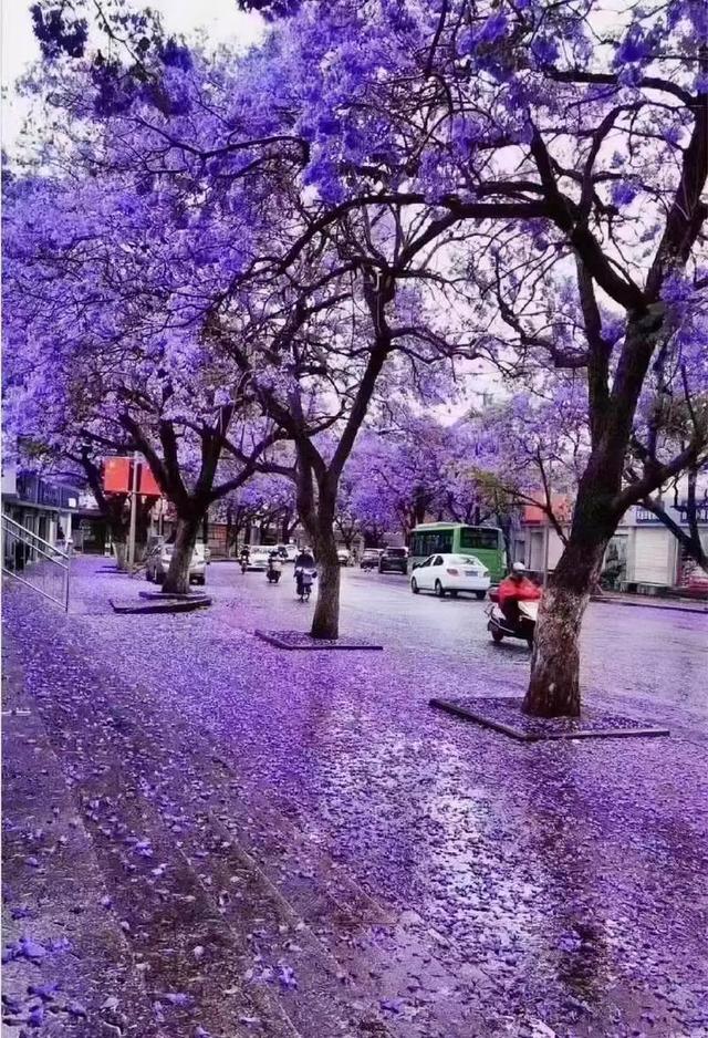 4月中下旬最后的花期，这6个地方还能赶上春天的尾巴