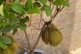 一大爷用榴莲核种成“榴莲树”，一棵结果25斤，网友：真假难辨图片