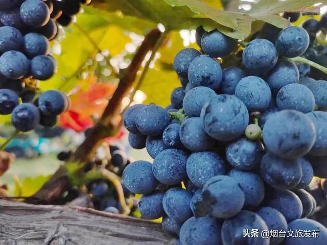 【乐游烟台】九月好去处丨开海季！大批生猛海鲜即将上桌