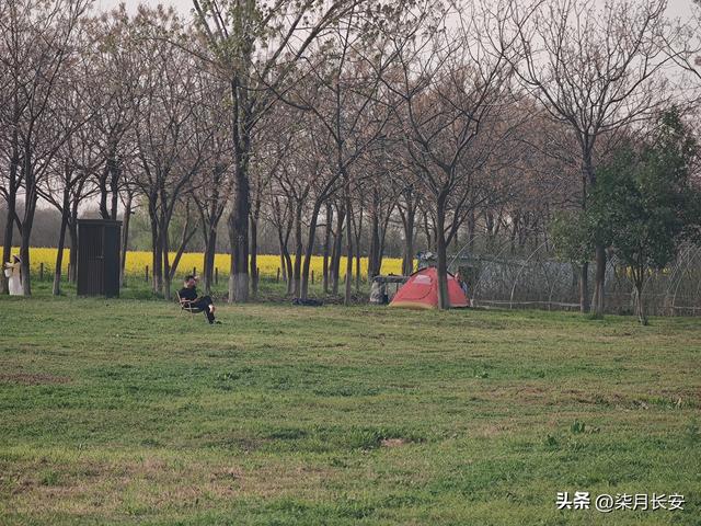 西安西北郊油菜花海美爆了，地方大花多，搭帐篷户外游玩好去处