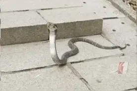 “蛇出没”太吓人！深圳16天接警232宗，抓不完，根本抓不完图片