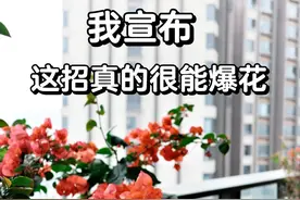 三角梅真的不开花？只需一个懒人动作，三角梅7天狂冒200个花苞图片