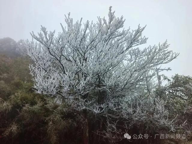 南宁大明山冰凌雾凇惊艳亮相
