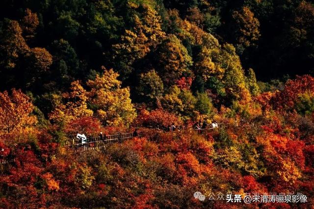 陕西渭南：姹紫嫣红 游人如织 服务周到 韩城香山红叶欣赏正当时