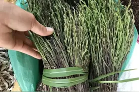 深山奇药“独脚金”：救命神植面临灭绝，需警醒保护图片