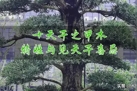 十天干之甲木特性与见天干喜忌图片