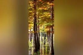 事关征地补偿！洛阳市政府最新通知！洛阳·早安图片