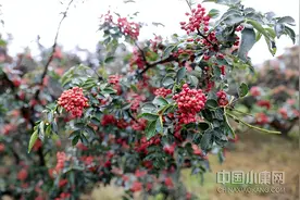 重庆江津：花椒护肤新赛道图片