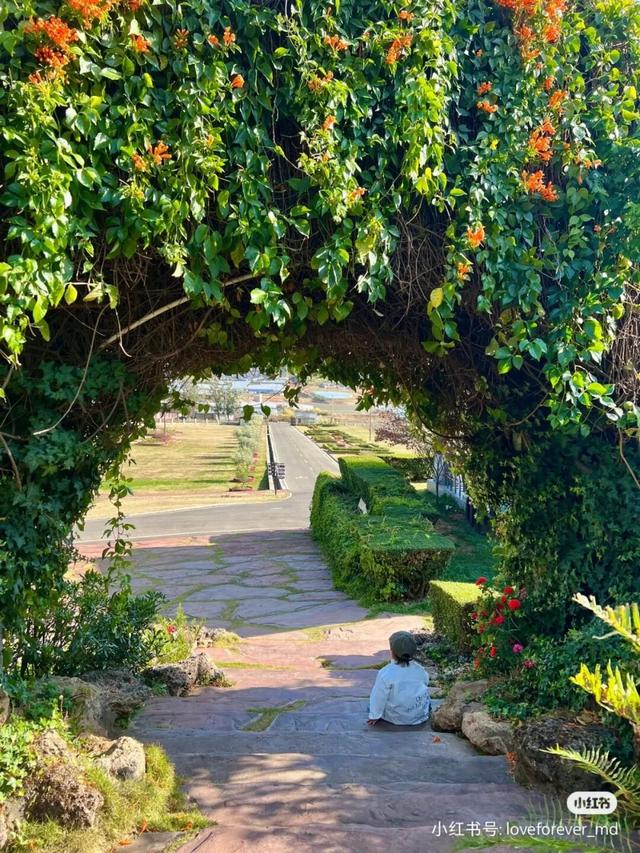 比大理浪漫！比昆明更近！高铁直达阳光小城，2万株蓝花楹美疯！观海登山，美食吃到爽！