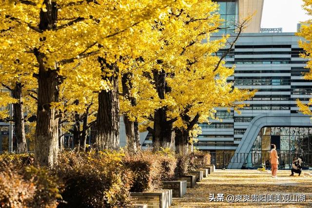 观山湖藏着一封金色情书，落款是银杏与梧桐（附最全攻略）