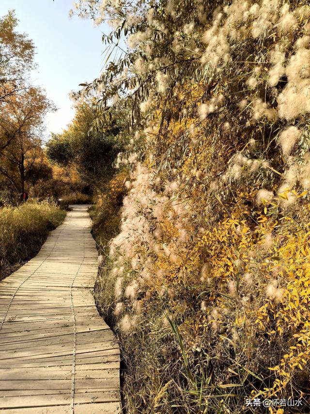 2025环南疆沙漠铁路背包自由行日记(4)——游览泽普金湖杨景区