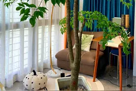 “客厅见树，福运双全”！22种“树”，客厅养一盆，好处多多图片