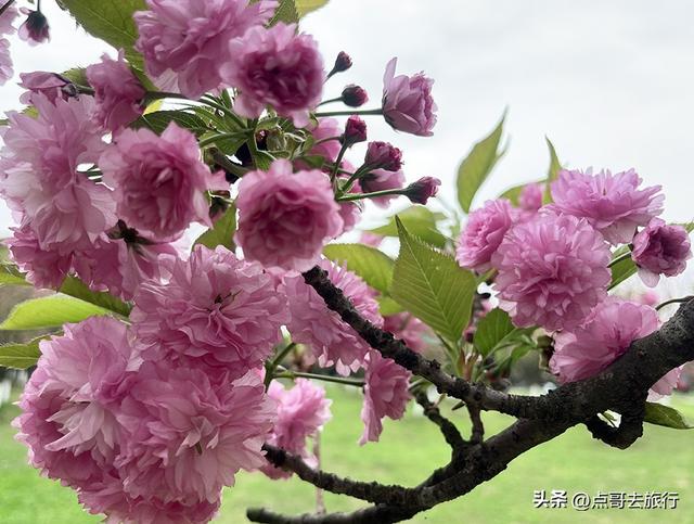成都真大气，最美的樱花都免费，8000米樱花大道更是繁花似锦！