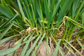 小麦什么时候用磷酸二氢钾和芸苔素图片