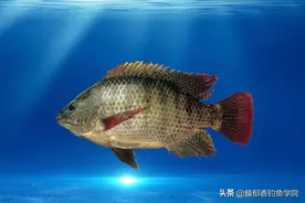 罗非鱼开口的规律，水温决定了鱼口的好坏图片