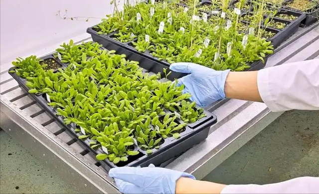 中国再出黑马！科学家成功破解植物再生密码，1大关键因素出炉