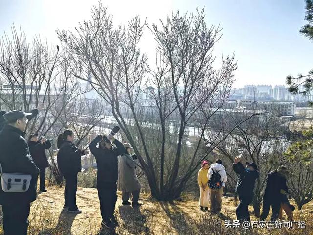 走，赏梅去！石家庄这里红梅开花正当时