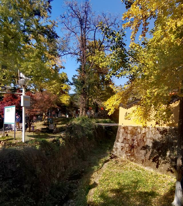 浙江:千年“银杏皇后”在长兴