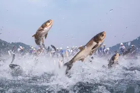 三峡大坝惊现巨鱼，大量“水老虎”引发担忧，专家：建议不要干涉图片