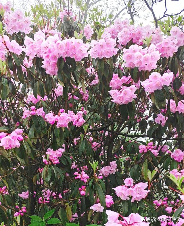 四川又一高山杜鹃惊艳了，刚好进盛花期，云海中的花园，非常唯美