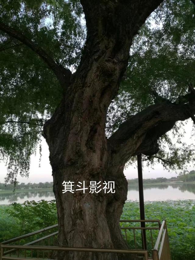 颐和园西堤古柳，三百年沧桑的见证者。