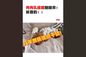 狗狗得了乳腺瘤，真的没救了吗？图片