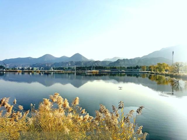 深秋太极岛：芦花漫舞，群鸟蹁跹