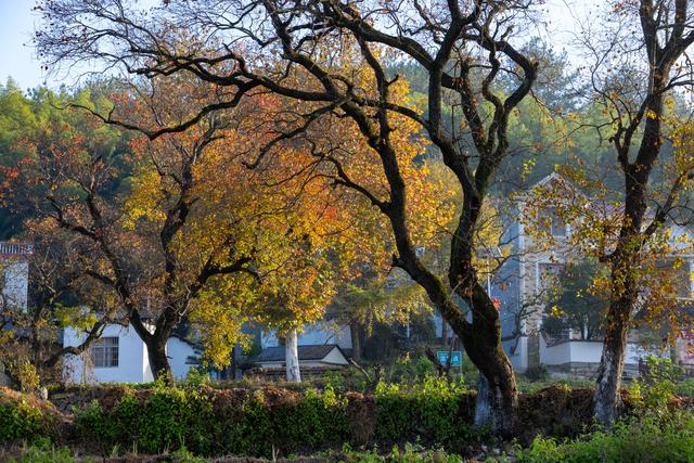 大别山中徐凤冲