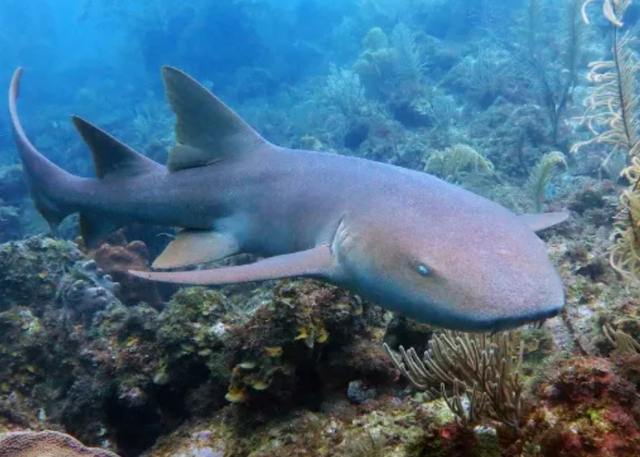 惊险！女子生理期潜水被鲨鱼咬伤，专家：血腥味有刺激
