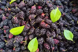 昨天，我又摘了很多桑葚，泡了一坛子桑葚酒，上年纪了，补补身子图片