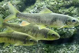 湖北一诡异山洞，常年“吐鱼”上万斤，专家调查后：太令人痛心了图片