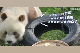 干饭专用姿势！大熊猫七仔一字马开心干饭图片