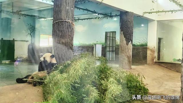 《游安吉熊猫馆》