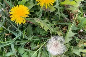 采摘野生蒲公英成潮流，5种长相一样的植物要知道，千万不能摘错图片