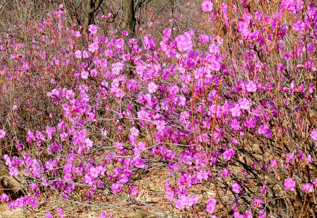 闻名省内外的“本溪地区最大的野生映山红花海”即将迎来观赏季
