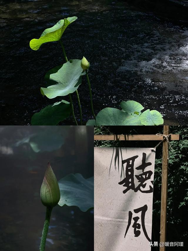 坡峰岭×药师寺:山林与禅意的完美周末